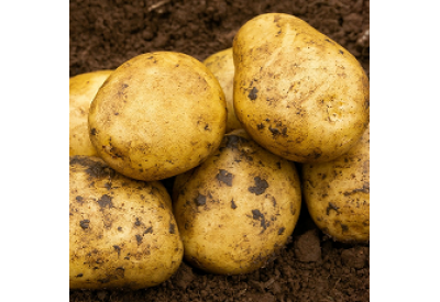 Estima Seed Potatoes (Second Early - 1kg)